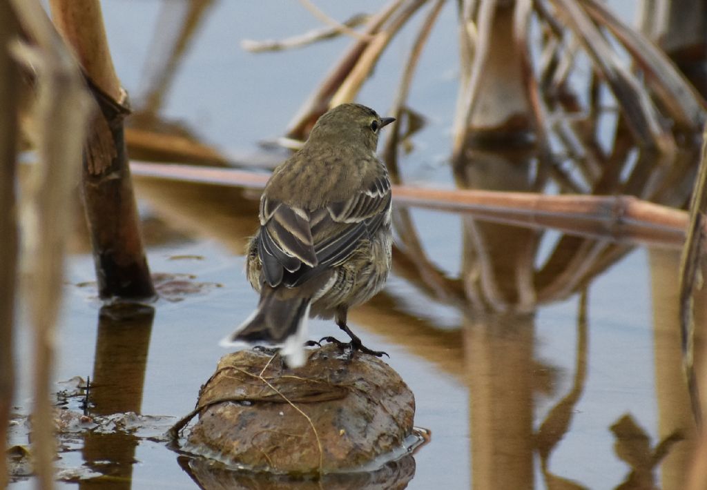 Spioncello (Anthus spinoletta)